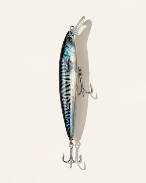 Diver Mackerel